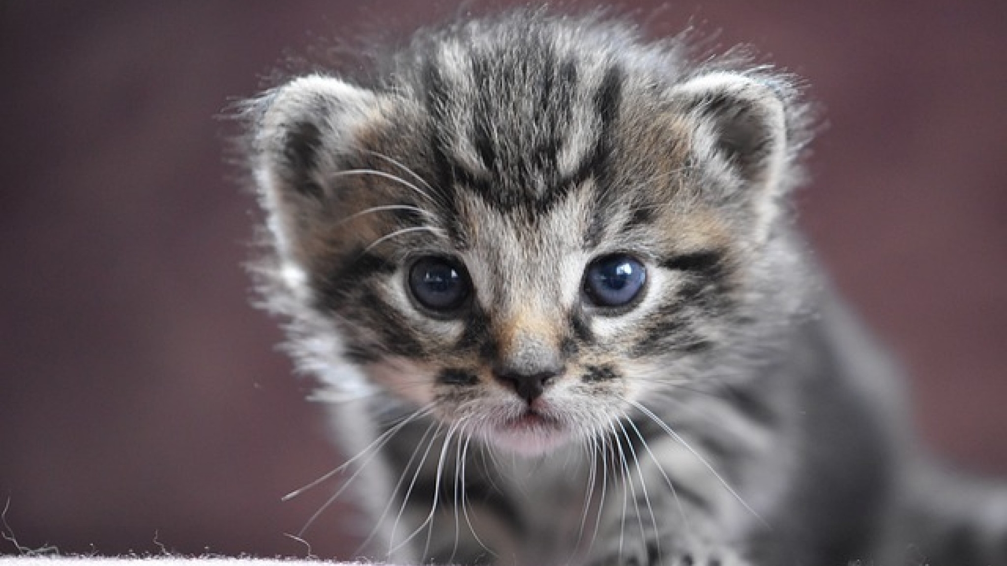 Adote Um Gatinho - Dia 6 de dezembro, domingo, das 10 às 18h no