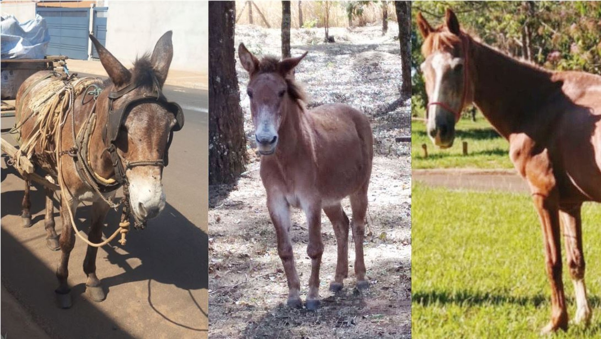 SÓ MONTARIA BRUTA 🐴 MULA, BURRO E CAVALO XUCRO 😡 