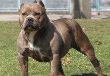 Pitbull ataca cachorro e caso é registrado como contravenção em Araraquara